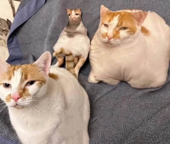 Almohada de Mascota Personalizable - Image 6