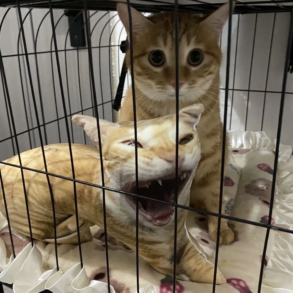 Almohada de Mascota Personalizable - Image 5